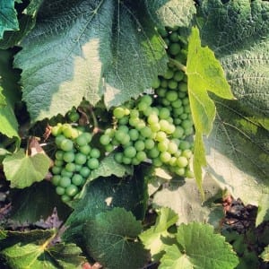 On the Piemonte Wine Trail: Chardonnay in July