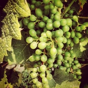 On the Piemonte Wine Trail: Grignolino in July
