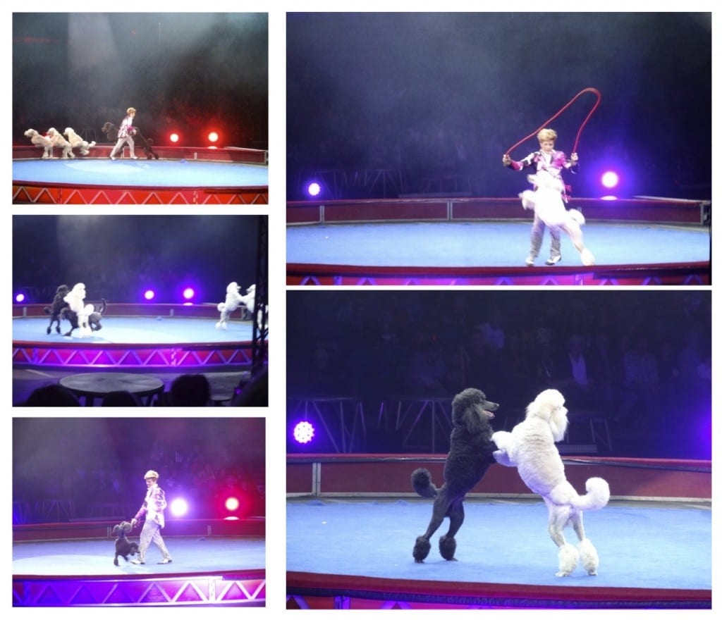 Poodles at Ringling Bros. and Barnum & Bailey Circus