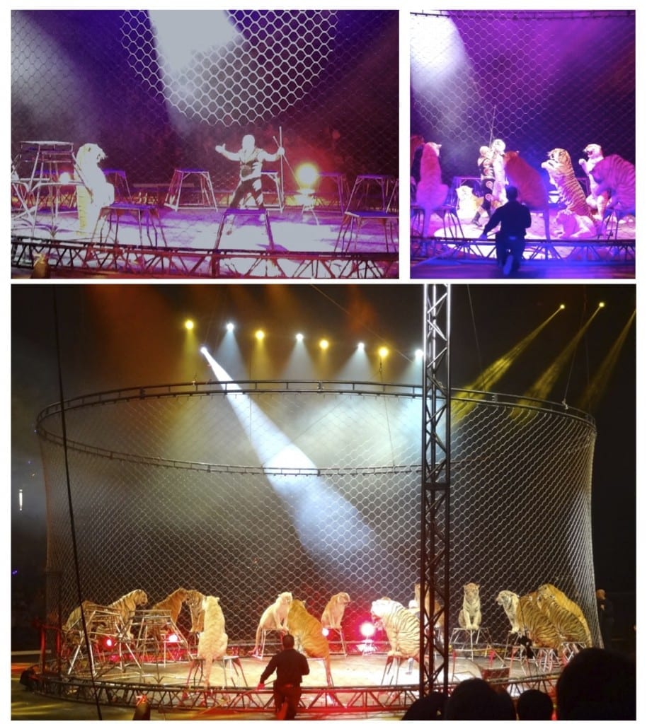 Tigers at Ringling Bros. and Barnum & Bailey Circus