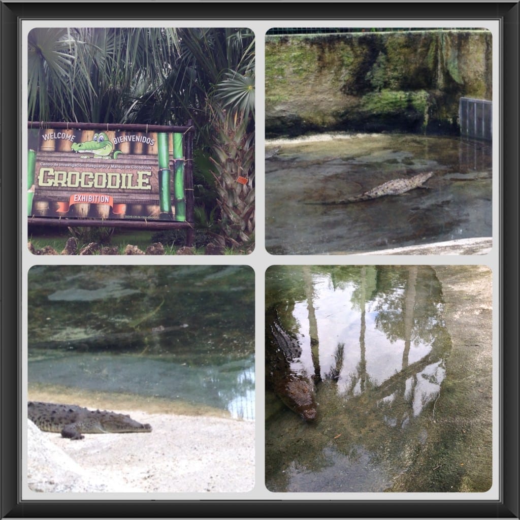 Chankanaab Park Crocodile exhibition