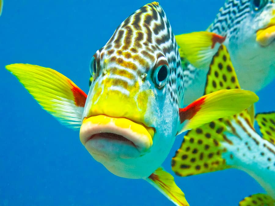 Traveling abroad can be prohibitively expensive but if you want to stretch your dollars and make the most of your vacation, check out these surprisingly affordable international spots including The Great Barrier Reef.