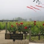 Sipping in a Robert Mondavi Winery Tour
