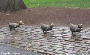 Traveling to Boston, Some of the ducklings