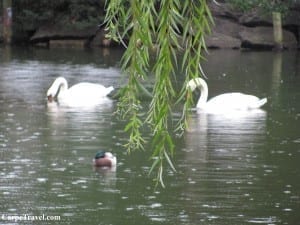 Traveling to Boston, The Swan Boats
