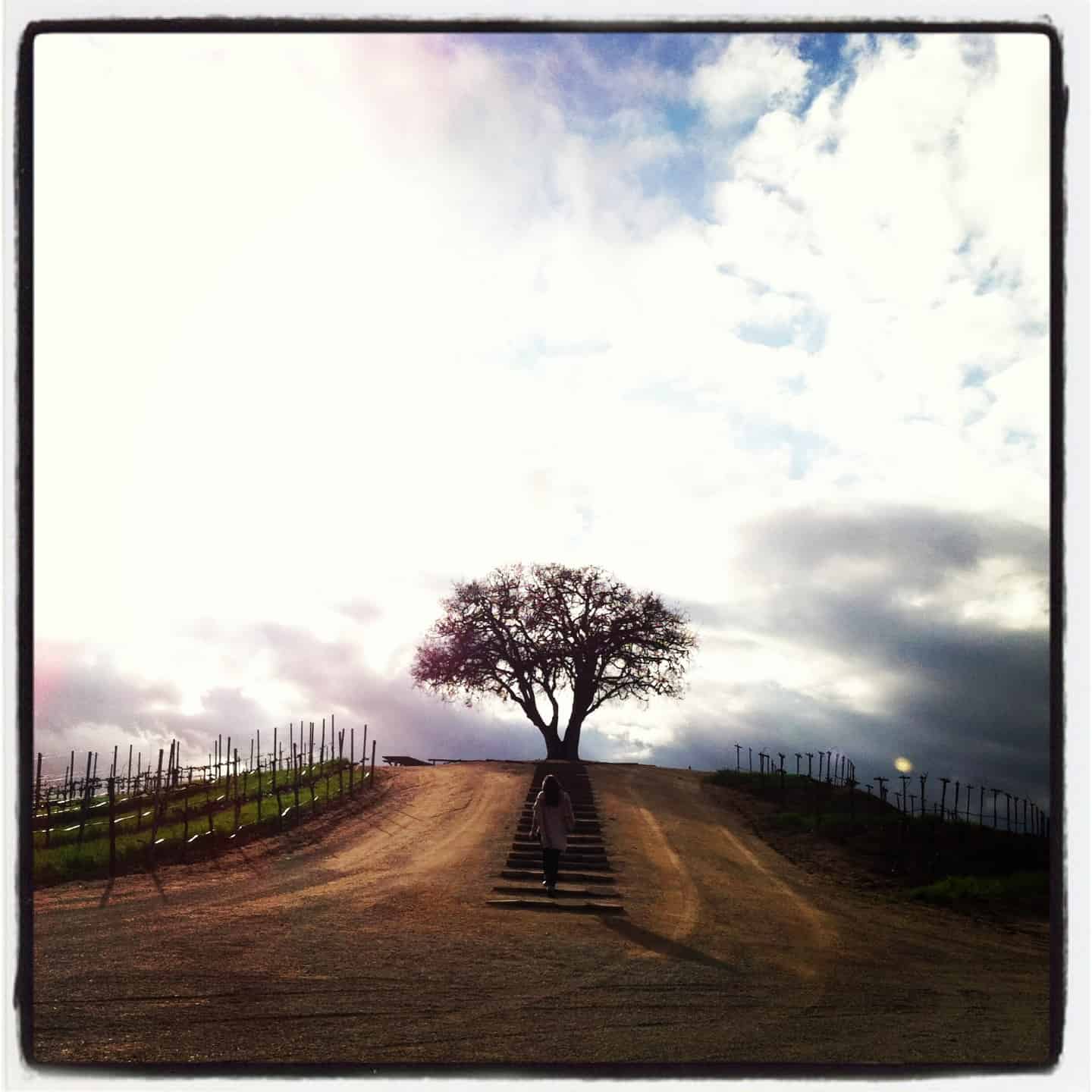 Sunset at Pear Valley in Paso Robles