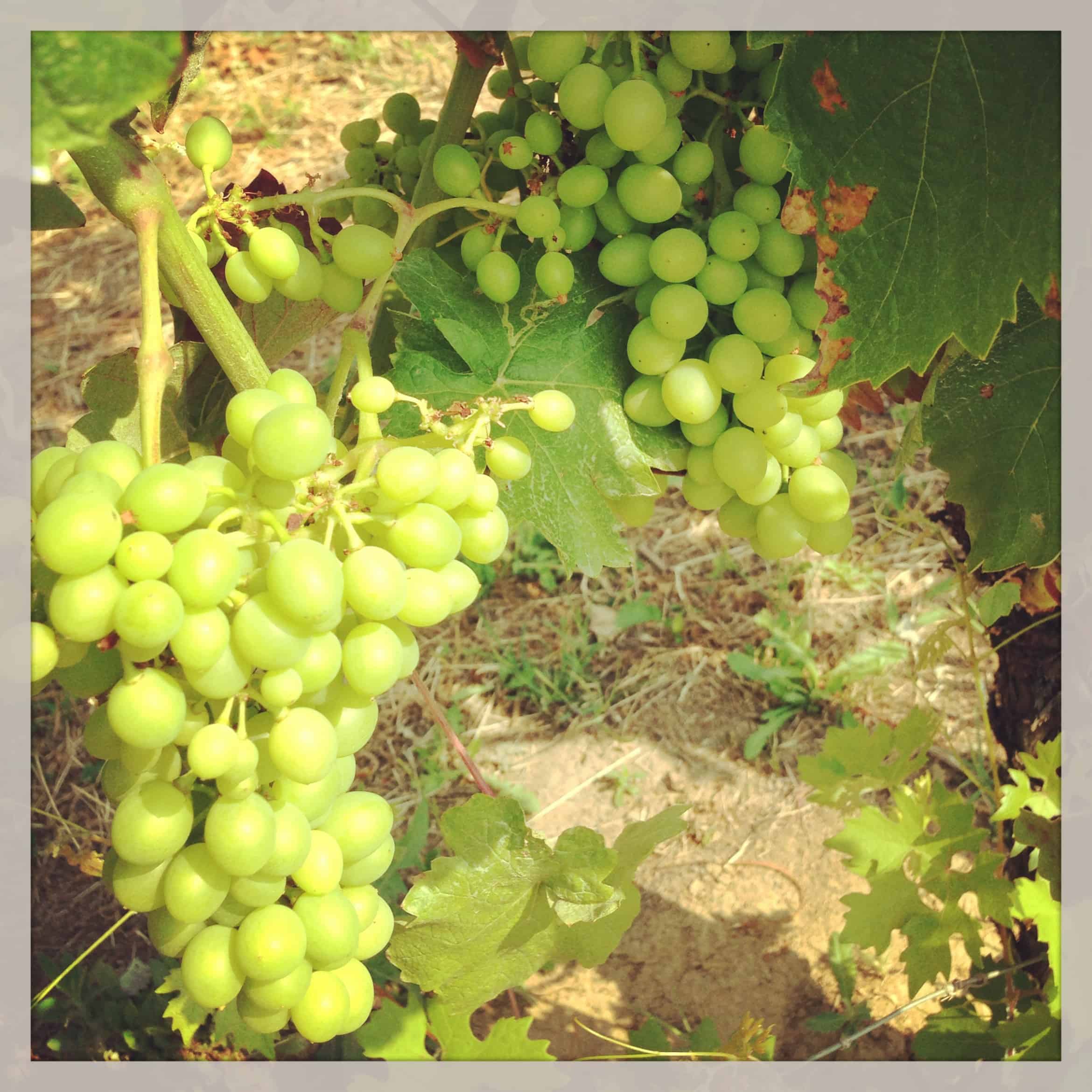 On the Piemonte Wine Trail: Barbera in July