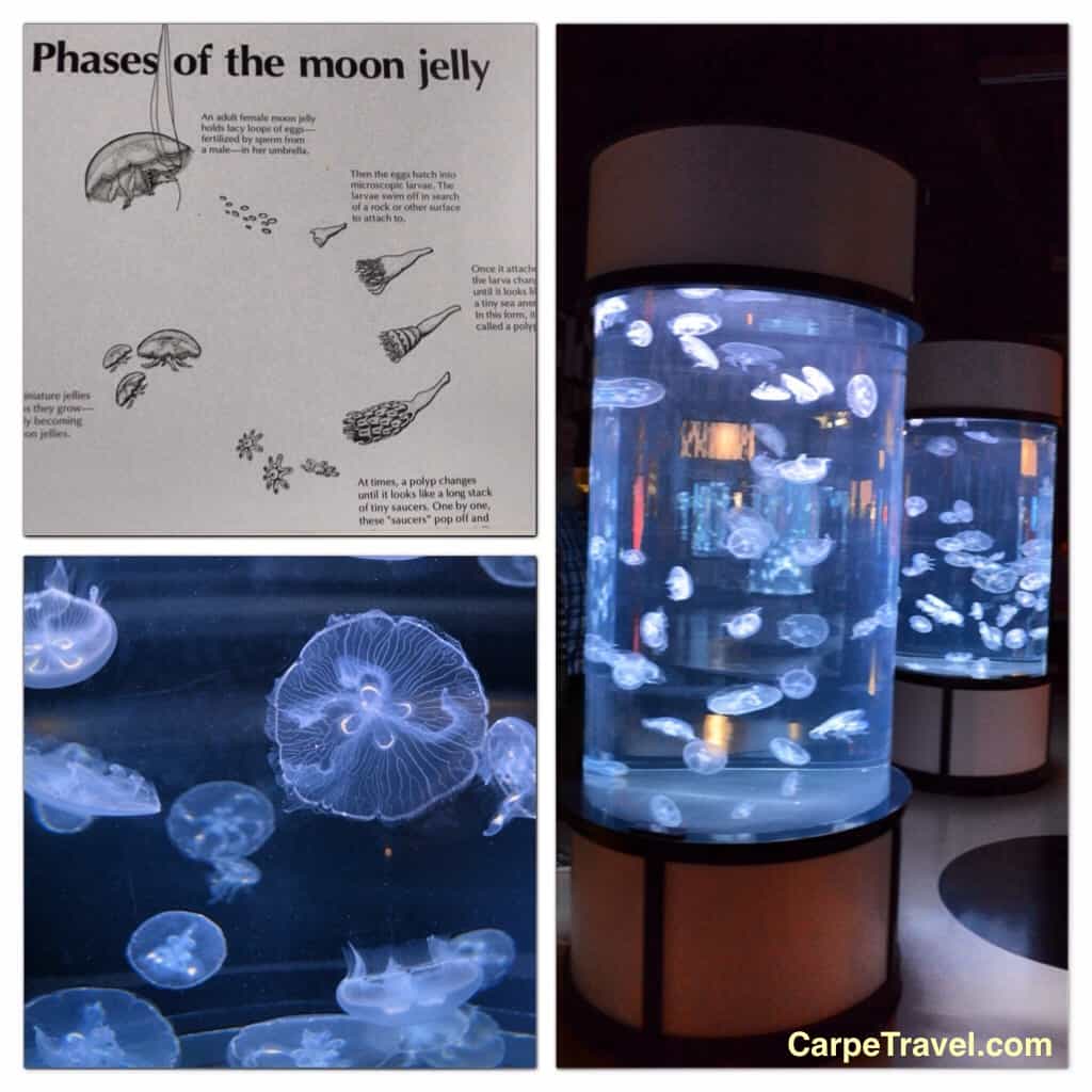 MontereyBayAquarium_Jellies