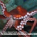 I want to be in an Octopuses Garden…at the Monterey Bay Aquarium
