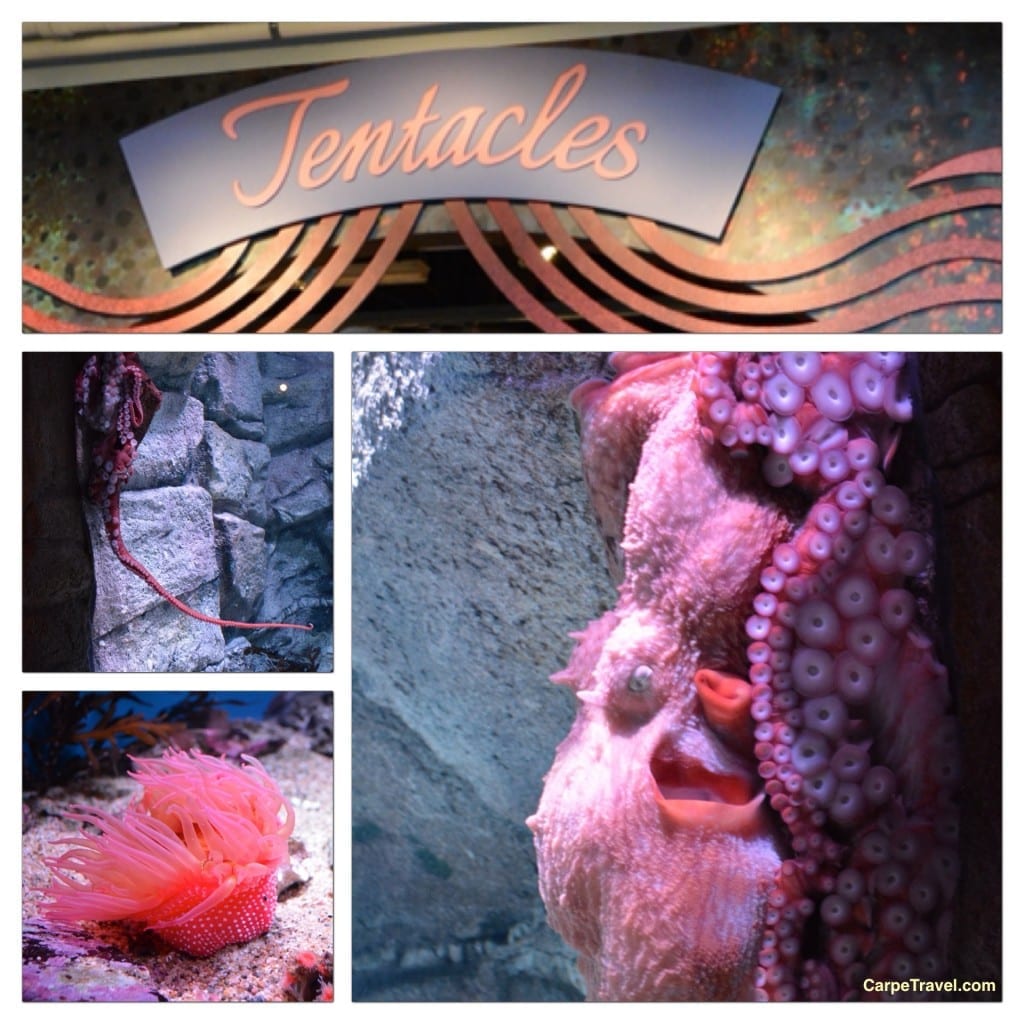 Monterey Bay Aquarium Tentacles exhibit