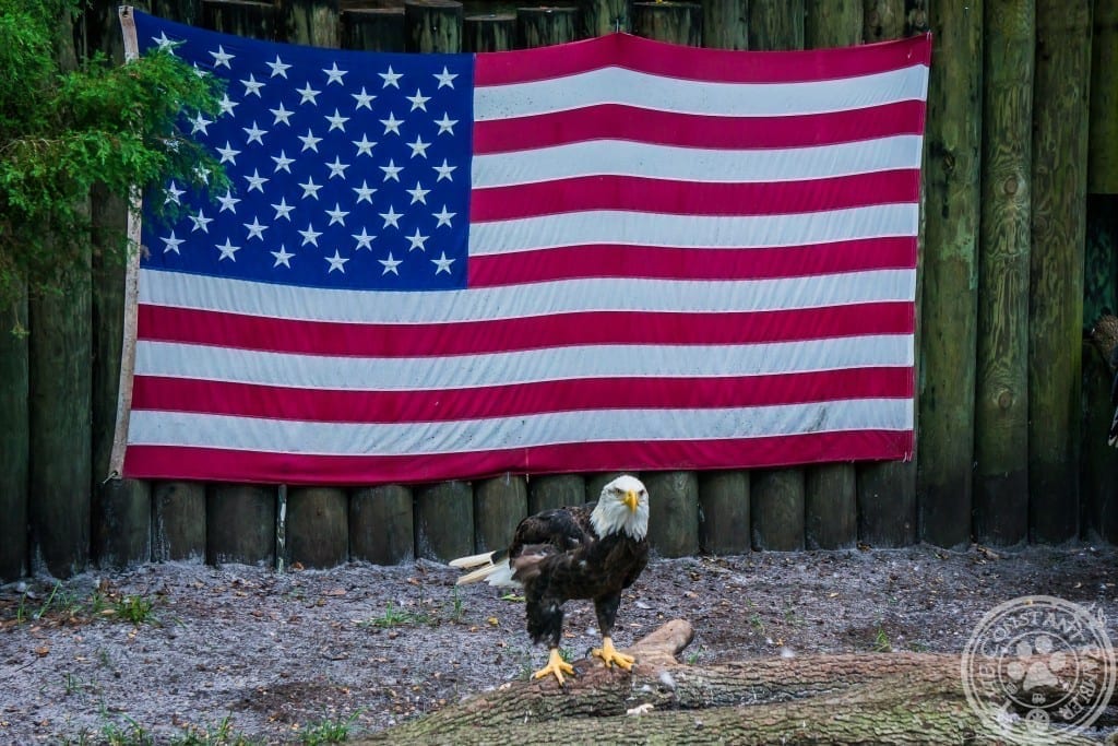 Bald Eagle by Lauren and Kenin Bassart at Constant Rambler