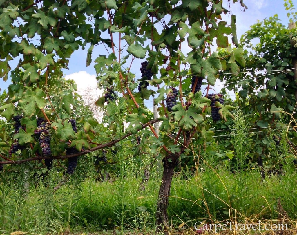 wine grapes of piedmont italy