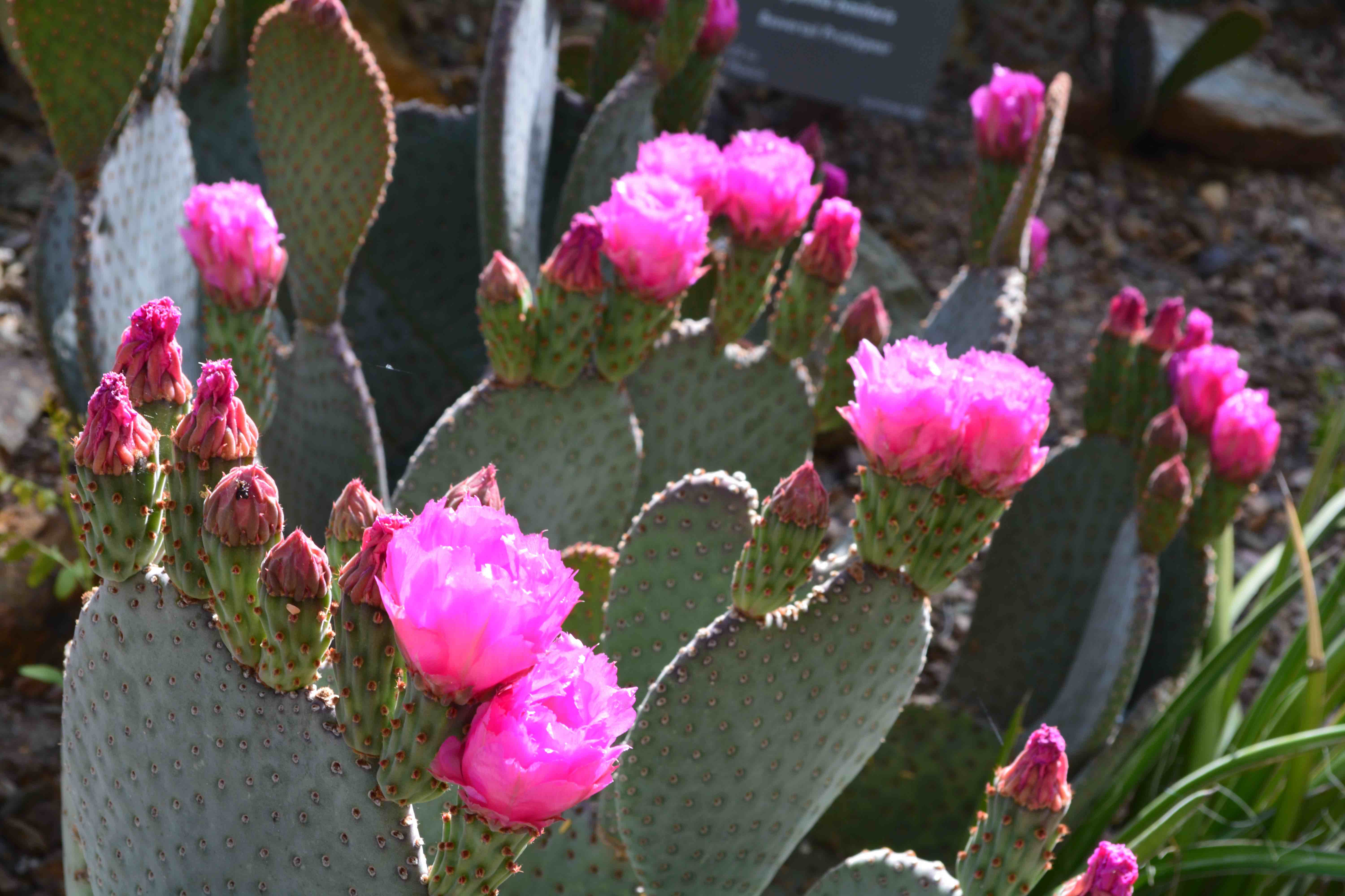 The Desert Botanic Garden in Phoenix is must see.