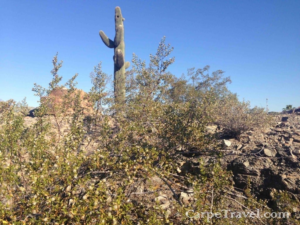 The saguaro cactus is only found in the Sonoran Desert in Phoenix