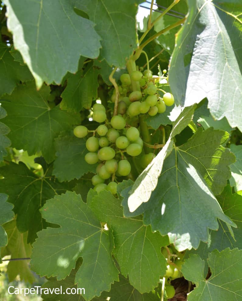 The warm Texas climates – hot summers and cold winters – allow the grapes to achieve full ripeness, excellent skin color and rich concentrated flavors.