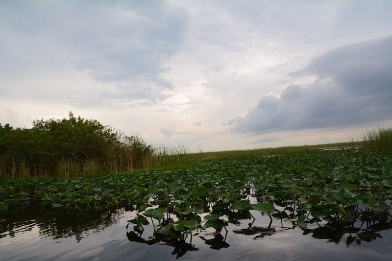 Things to do in Fort Lauderdale: Airboat rides with Everglades Holiday Park