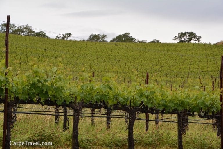 Napa Valley Wine Facts Every Wine Lover Should Know Carpe Travel