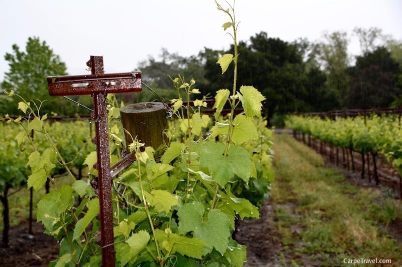 Interview with a Winemaker: Leo Hansen from Stuhmuller Vineyards and Leo Steen Wines