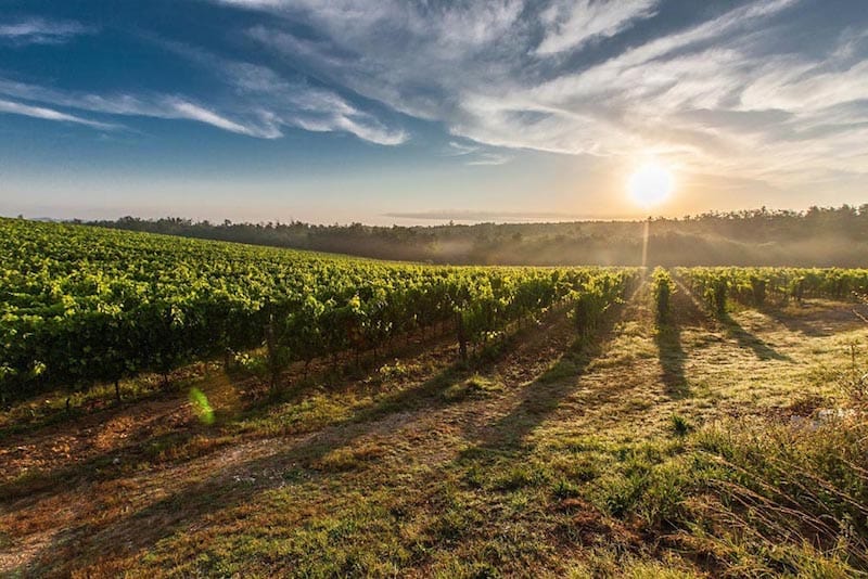 The Cape Winelands in South Africa hold a multitude of hiking trails that wind almost endlessly through this perfect part of the world. These same mountainsides are also home to a wide collection of world famous wine estates where you can enjoy wine tastings, as well as delicious meals paired with carefully selected wines. Click over for where to sip along the way. 