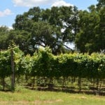 Wine Facts Every Wine Lover Should Know about…TEXAS
