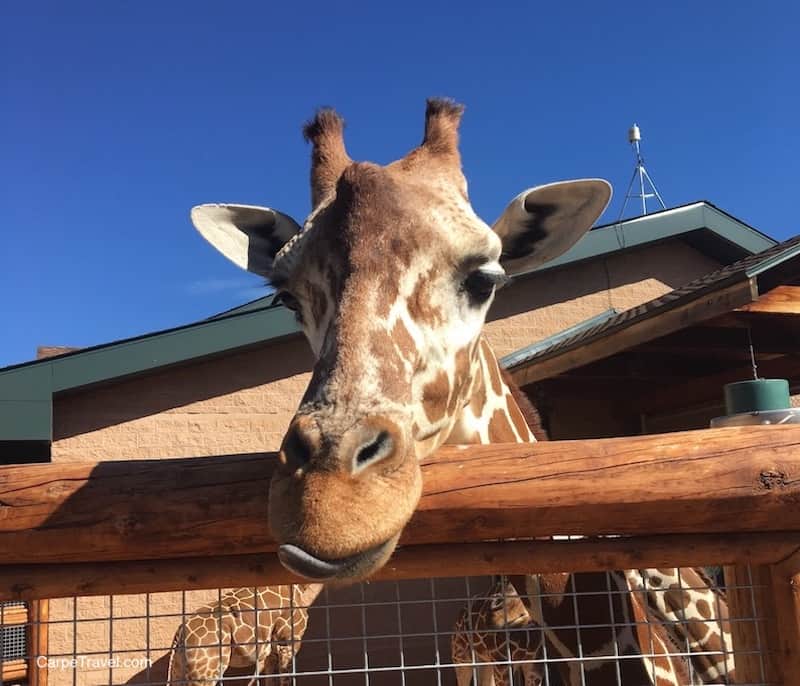 Cheyenne Mountain Zoo = One of the best things to do in Colorado Springs