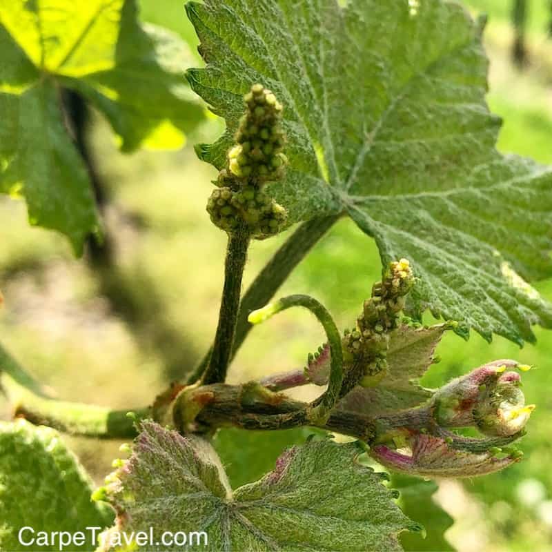 Norton Grape in Missouri