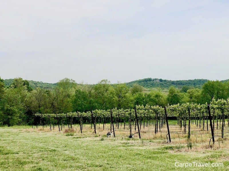 Wine tasting in Missouri