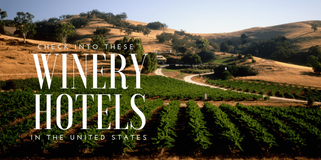 Lotta Vineyard - The Best Quality California Vineyard