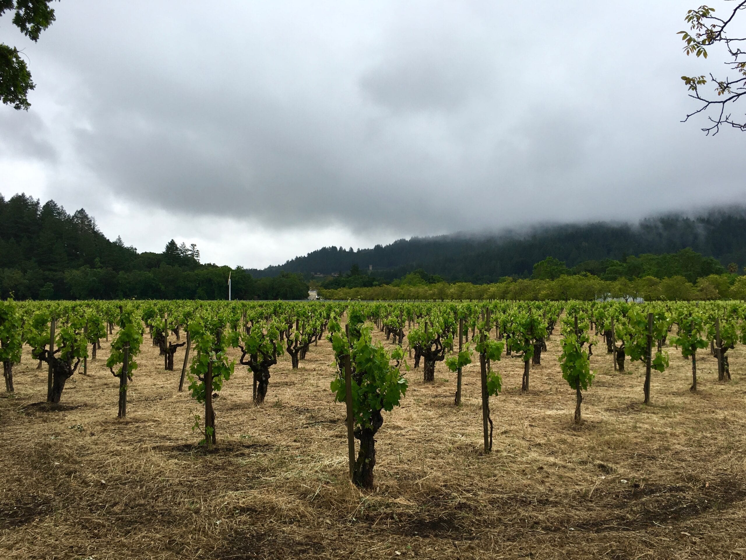 California Wine Travel Guides