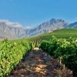 Getting To Know Cape Town Wineries: The Cape Town Wine Route
