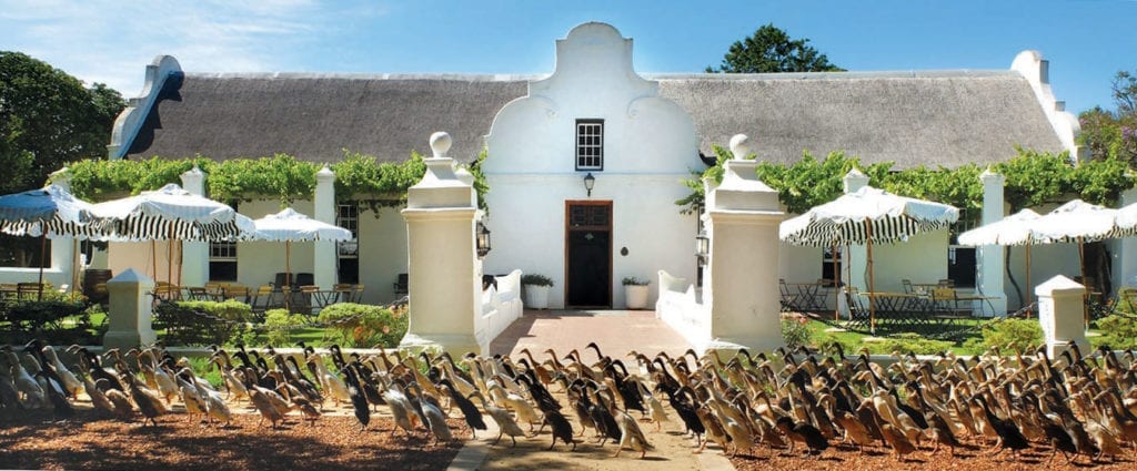 Vergenoegd Wine Estate - One of the Top 10 Must Sip Cape Town Wineries