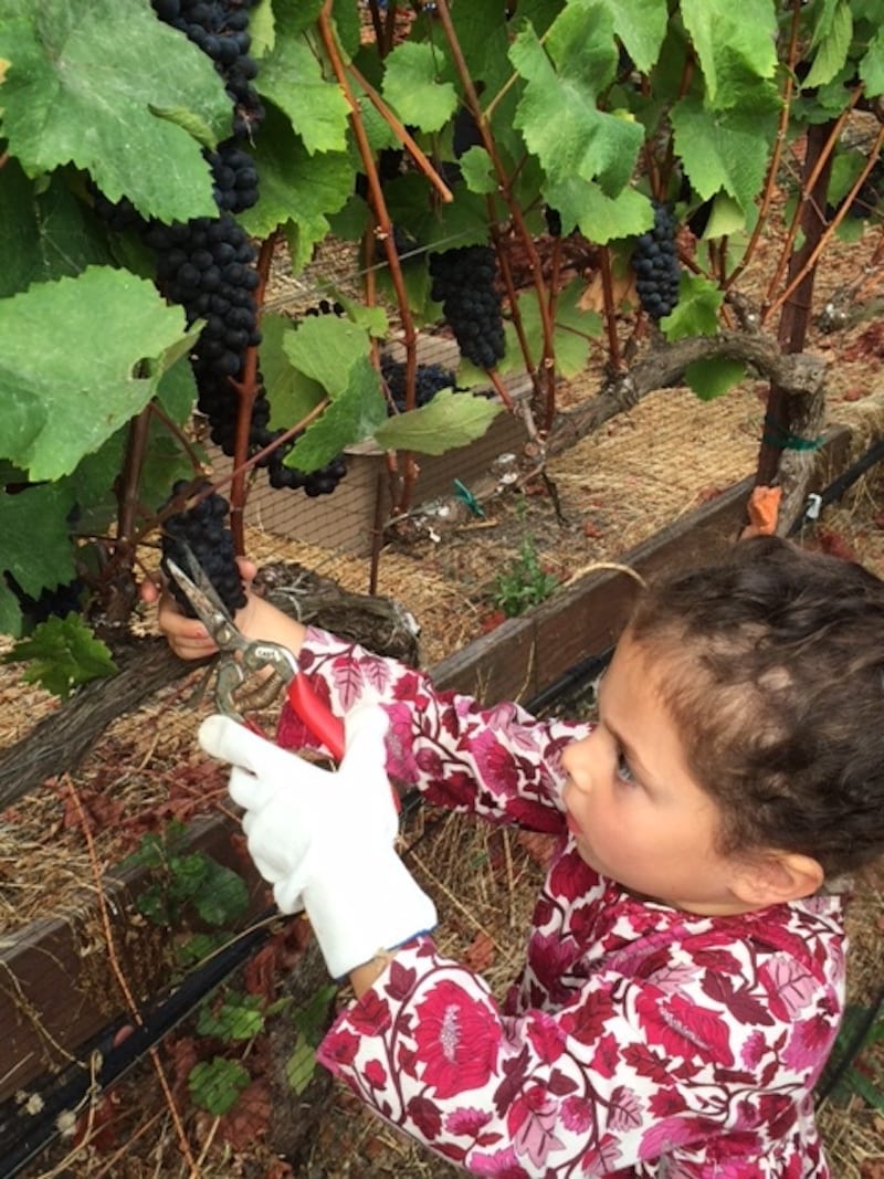 Family Friendly Wineries in California