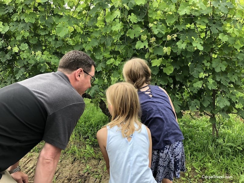 Tips for wine tasting with kids