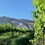Things to do in Palisade Colorado - Maison la Belle Vie Winery