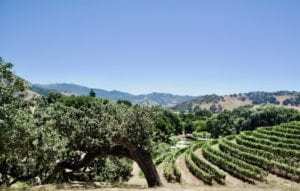 Pence Vineyards - Santa Ynez Wineries