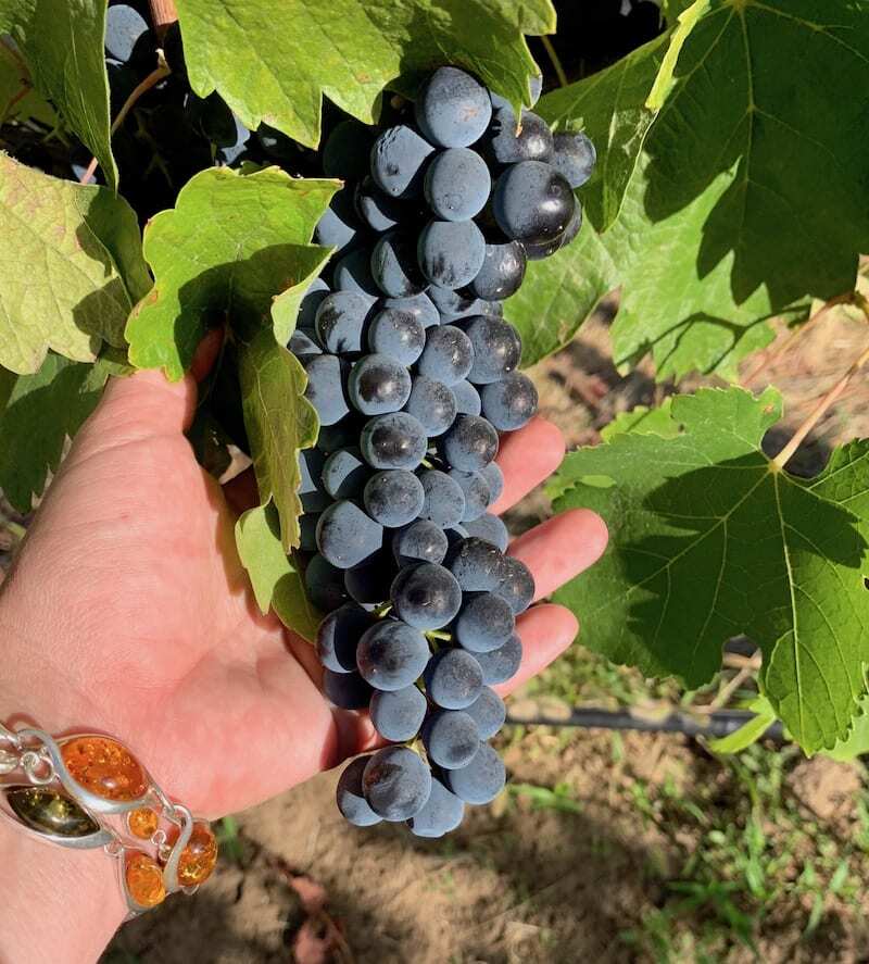 Syrah is one of the most awarded grape varitals in Walla Walla wine country