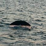 Things to do in Santa Barbara - Whale Watching