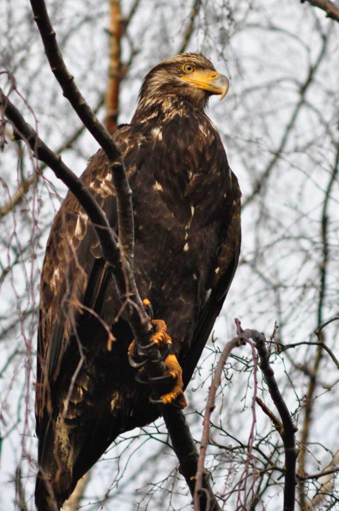 Spending a Morning at the Cascades Raptor Center is One of the Top 10 Things to do Willamette Valley Wine Country that go Beyond the Vines