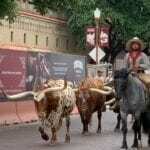 Things to do in Fort Worth - Fort Worth Stockyards Cattle Drive