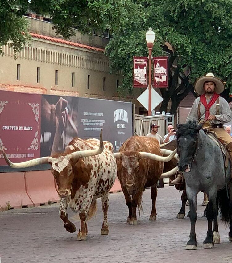 Things to do in Fort Worth - Fort Worth Stockyards Cattle Drive