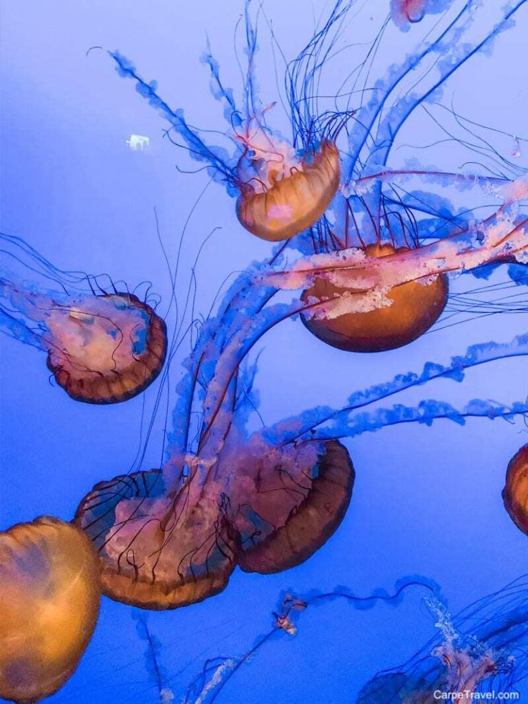 Monterey Bay Aquarium - A MUST THING TO DO IN MONTEREY