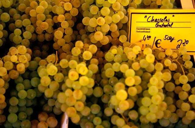 Chasselas Grapes for Swiss wine making
