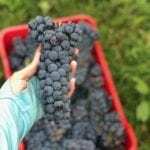 Piedmont Wine: An intro to the grapes and wines