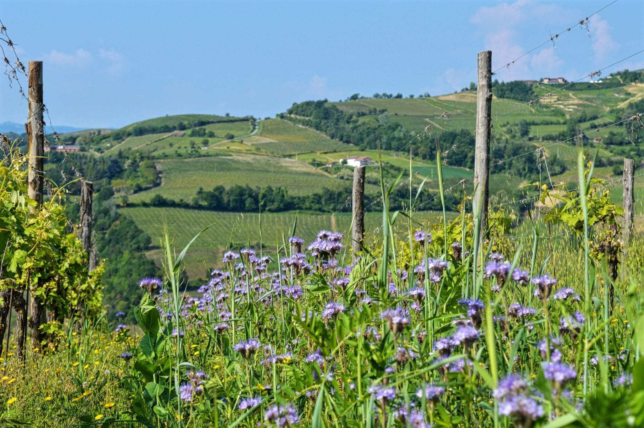 Travel To Piedmont Italy The Intoxication Of Piedmont 1264