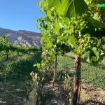 Colorado Wine Country Best - A Guide to the BestWineries in Palisade