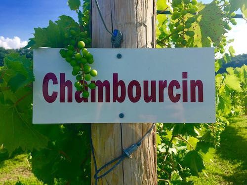 Wineries in the Poconos grow Chambourcin grapes for much of its wine production