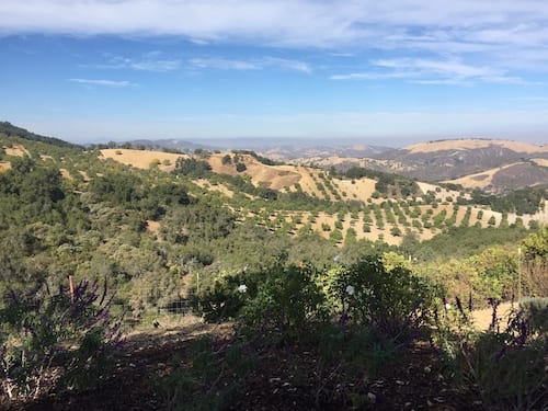 Wine Tasting in Paso Robles - DAOU