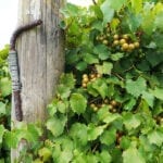 Florida Wine: Sip in the Terroir, History & Muscadine Grape