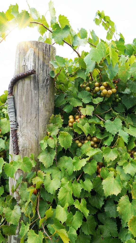 Muscadine Wine at Florida Vineyards Terroir and History