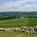 New Jersey Winery - Alba Vineyard